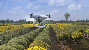 Image of Drone Plants X